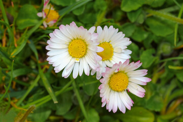 Weiße Blüten des Gänseblümchens, Bellis perennis