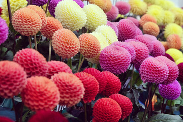 Colourful pompon dahlias in flower. © Alexandra