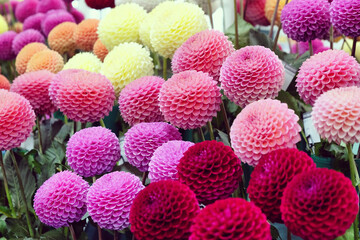 Colourful pompon dahlias in flower.