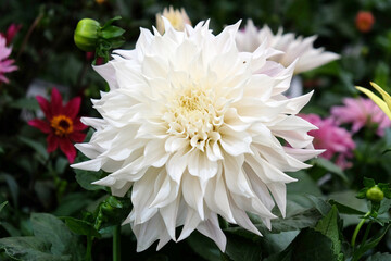 White decorative dahlia 'white perfection' in flower.