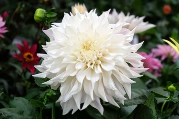 Gordijnen White decorative dahlia 'white perfection' in flower. © Alexandra