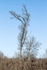 Kahler Baum im Frühling bei Sonnenschein