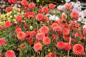 Ball type Dahlia 'Zundert Mystery Fox' in flower