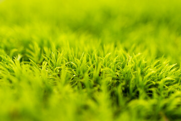 Moss detail in the forest