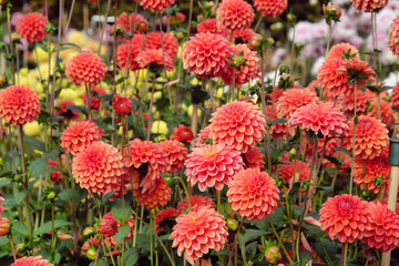 Ball type Dahlia 'Zundert Mystery Fox' in flower