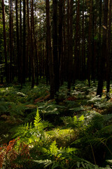 Forest with fern in an evening light