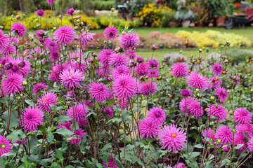 Miniature semi cactus Dahlia 'Josudi Pluto' in flower