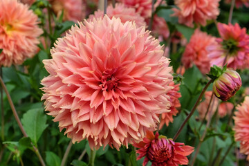 Dahlia 'Orange Fubuki' in flower