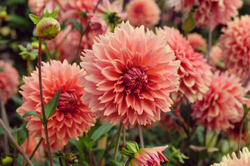 Dahlia 'Orange Fubuki' in flower