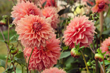 Dahlia 'Orange Fubuki' in flower