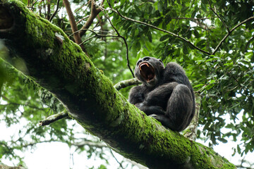 Chimpanzee with his mouth wide open is sitting on a tree branch in Kibale National Park, Uganda