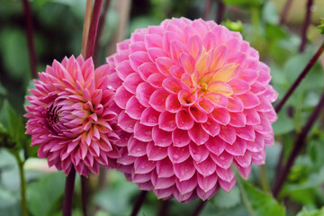 Ball Dahlia 'Polventon Kristobel' in flower