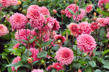 Decorative Dahlia 'Salmon Runner' in flower © Alexandra