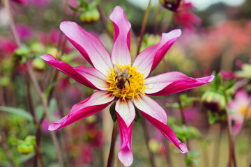 Star dahlia 'Midnight Star' in flower