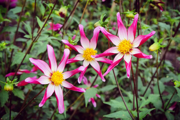 Star dahlia 'Midnight Star' in flower
