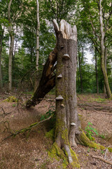 Abgebrochener Baum mit Baumpilzen in der Eifel