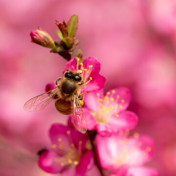 Bee On Pink Flower