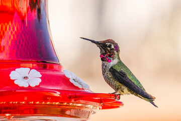 Anna's Hummingbird  perched on a feeder of nectar, close up view, soft light background. 