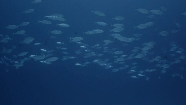 School of Tuna swim in open blue water