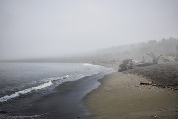 A Port Renfrew beach lined with water-worn driftwood on a foggy day in early september 2021 on Vancouver Island, British Columbia