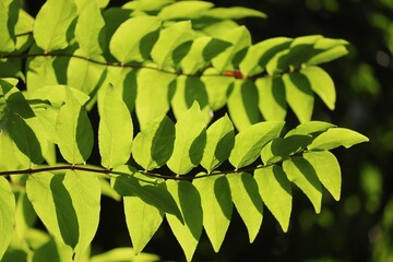 gr&uuml;ne Bl&auml;tter mit Schatten
