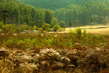 A tranquilidade de vida na fazenda