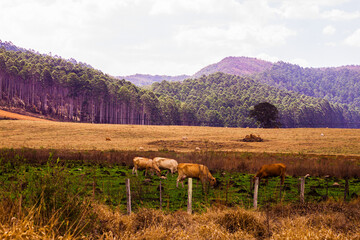 O gado pastando em uma fazenda