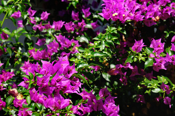 Blooming purple bougainvillea flowers. 