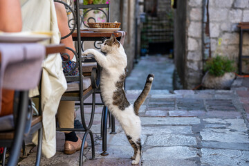 Hungry cat begs for food from tourists in a street restaurant in the old town of Kotor, Montenegro,...