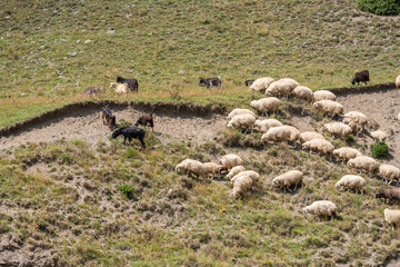 Flock of sheep on the road, mountain region of Georgia. Tusheti