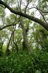 Enchanting green forest foliage in Pre Delta National Park. The tall trees growing in the wetland. 