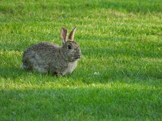 rabbit in the grass