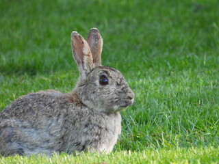 rabbit in the grass