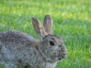 rabbit in the grass