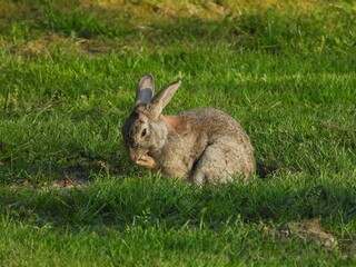 rabbit in the grass