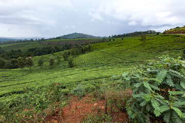 Fototapeta na wymiar Beautiful tea plantations in Uganda