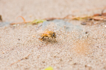 'ape italiana o ape ligustica (Apis mellifera ligustica Spinola, 1806) è una sottospecie dell'ape mellifera (Apis mellifera).