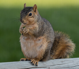 Fototapeta premium squirrel in the park