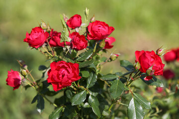 Red roses in the garden, blurred background