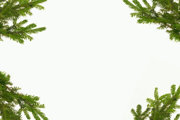 Green branches of a Christmas tree on a white background.Christmas and New Year