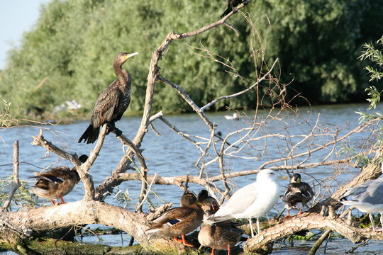 Donaudelta - V&ouml;gel