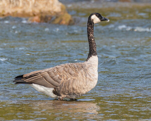 country goose on the water
