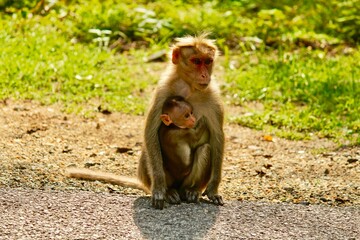 monkey mother and child in india