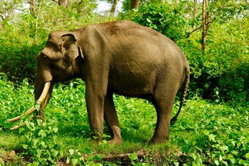 Naklejka na ściany i meble Elephant in India in jungle