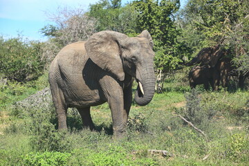 An adult Elephant in the bush. Taken in Kenya