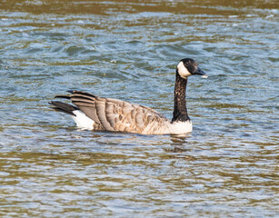 country goose swimming in water