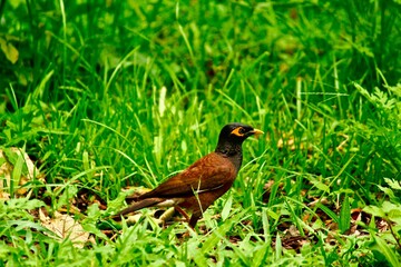 Bird on side of road in India