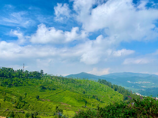 Tea plantation in India hill 