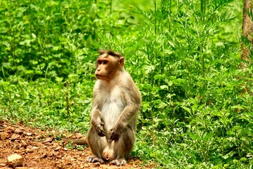 Monkey in India on Gras