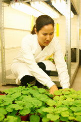Female scientist comparing plant samples in lab